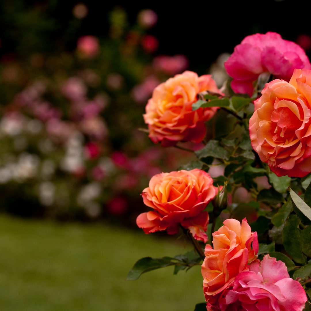 Les Journées de la rose